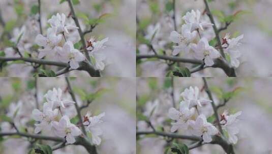 樱花花开花瓣飘落樱花树意境实拍高清在线视频素材下载