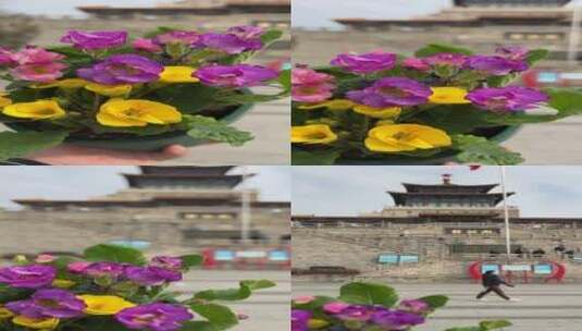 济南三月春天，护城河黑虎泉解放阁地标鲜花高清在线视频素材下载