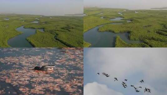 4K-湿地-群鸟飞舞高清在线视频素材下载