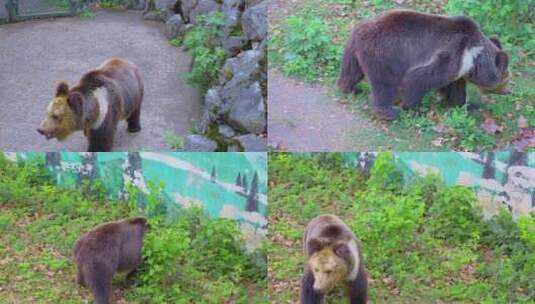 黑熊大棕熊高清在线视频素材下载