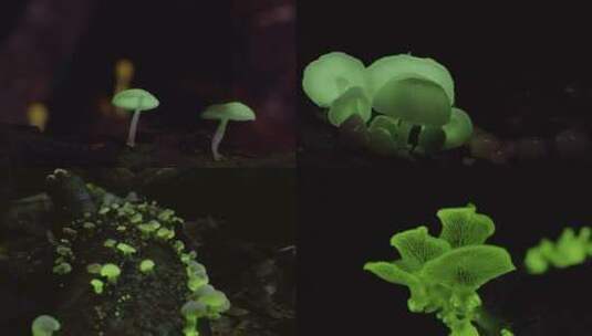 夜光蘑菇生长高清在线视频素材下载