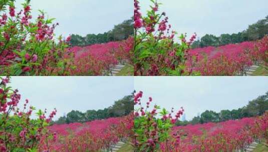 桃花林 树林 春暖花开 桃花坞 桃花园高清在线视频素材下载