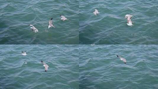 波涛汹涌的大海和飞翔的海鸥慢镜头自然风光高清在线视频素材下载