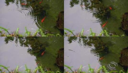 春天鱼池湖面下雨滴水意境高清在线视频素材下载