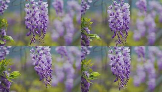 春天风中吹动紫藤花高清在线视频素材下载