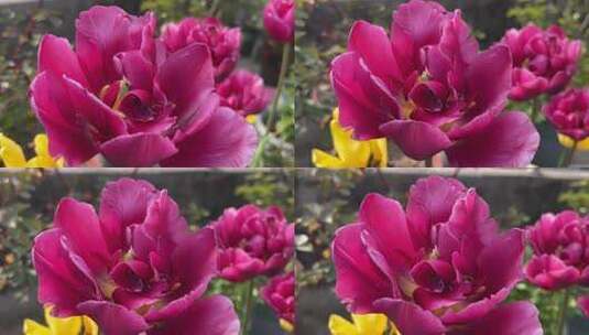 盛开的紫色郁金香花朵高清在线视频素材下载