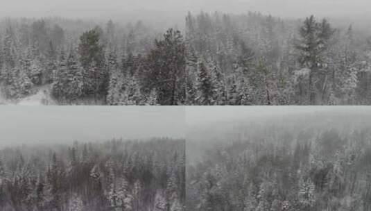 大雪中的森林下雪松林高清在线视频素材下载