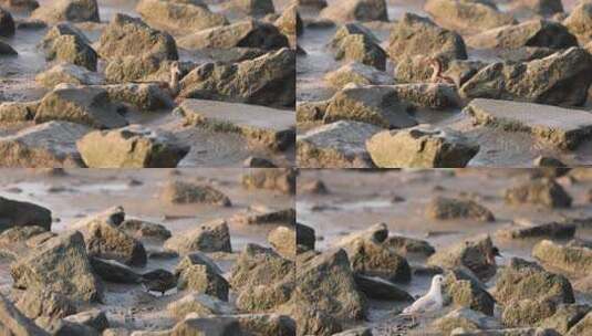 迁徙来深圳湾的赤颈鸭高清在线视频素材下载