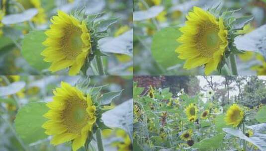 0931 向日葵 太阳花高清在线视频素材下载