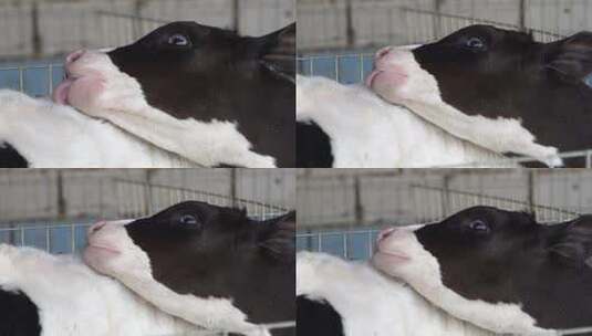奶牛 小奶牛 奶牛场 奶牛养殖 (94)高清在线视频素材下载