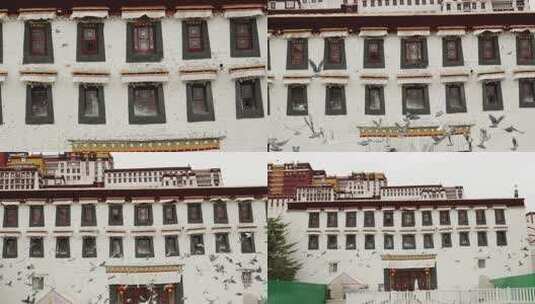 西藏布达拉宫鸽子飞起推拉镜头慢动作高清在线视频素材下载