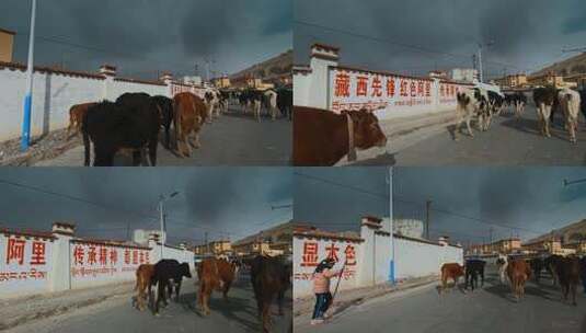 西藏旅游风光219国道车窗外公路放牧牛群高清在线视频素材下载