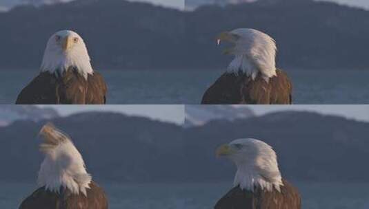 美国白头鹰 大雕高清在线视频素材下载