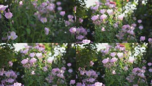 花园花海鲜花盛开云南大理丽江昆明高清在线视频素材下载