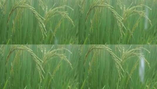 雨天稻田 水稻 稻穗 水稻丰收 水稻生长高清在线视频素材下载