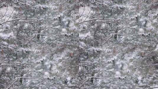 冬天大雪中的松树林高清在线视频素材下载