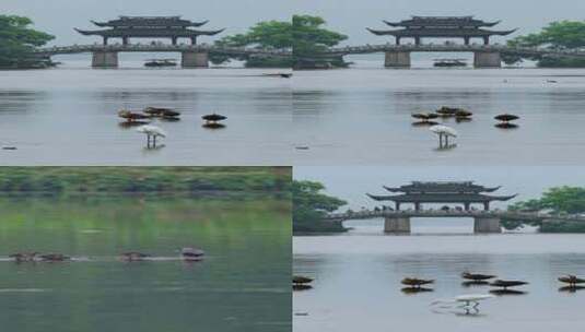 杭州西湖曲院风荷玉带晴虹桥高清在线视频素材下载