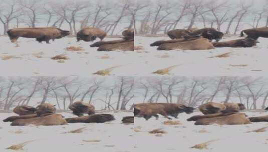 野牛在雪地里奔跑和追逐高清在线视频素材下载