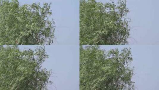 微风吹柳树慢动作飘动高清在线视频素材下载