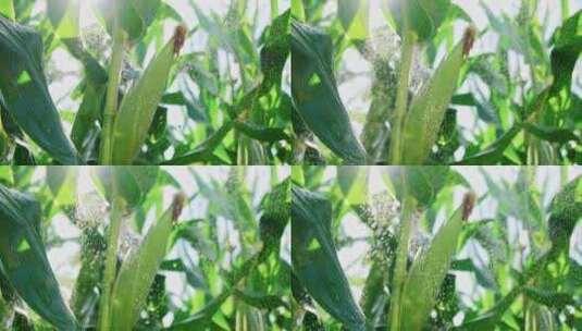 玉米农业丰收粮食雨滴水滴下雨农田收获丰收高清在线视频素材下载