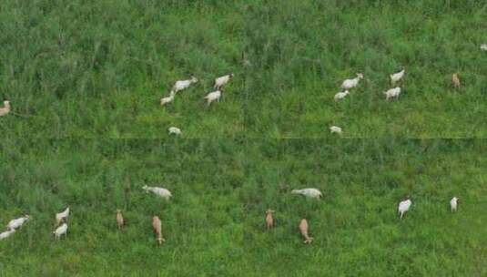 波尔山羊湿地草地生态放养吃草航拍高清在线视频素材下载