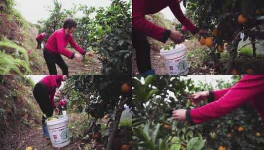农民摘橙子高清在线视频素材下载