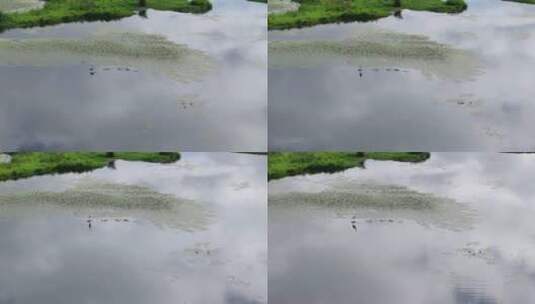 航拍湖面上的水鸟和白鹭高清在线视频素材下载