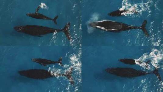 海底世界之鲸鱼 海底世界之鲸鱼高清在线视频素材下载