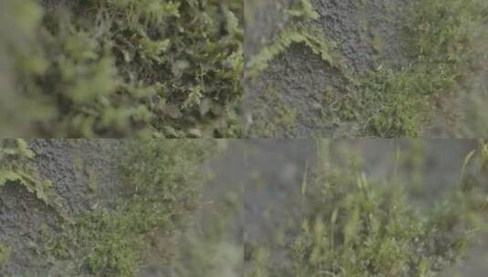(4K) 浙江温州泰顺县乌岩岭地衣滴水特写高清在线视频素材下载