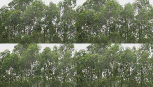阴天森林风吹树林雨天树叶随风摇曳自然景观高清在线视频素材下载