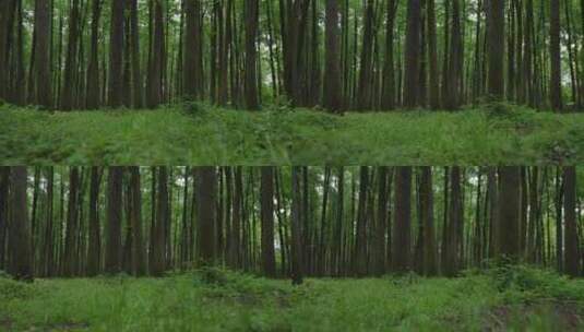自然-树林-茂密-平视-推-全景高清在线视频素材下载