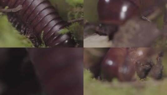 云南W普洱土地上的蜈蚣03高清在线视频素材下载