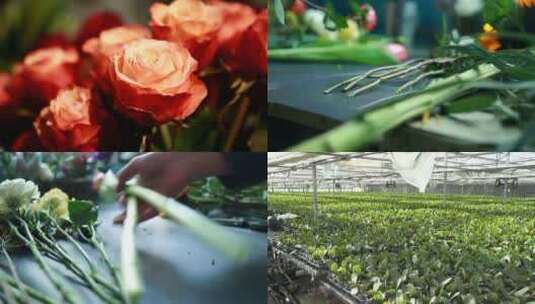 鲜花花店手工插花花卉大棚种植花卉市场视频高清在线视频素材下载