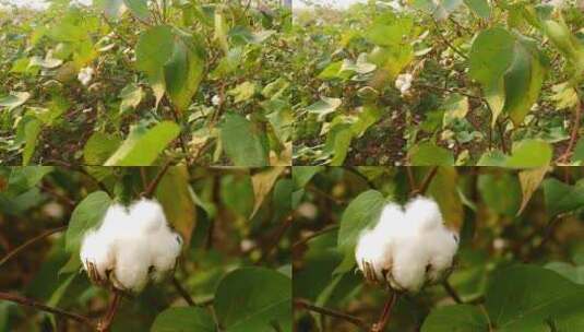 成熟的棉花地棉花种植高清在线视频素材下载