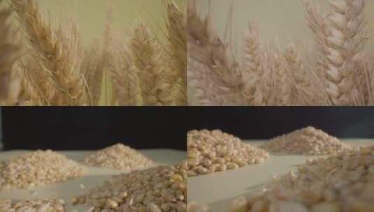 小麦棚拍 麦粒创意棚拍高清在线视频素材下载