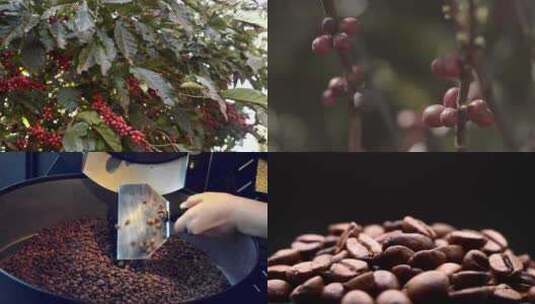 咖啡豆种植采摘生产高清在线视频素材下载