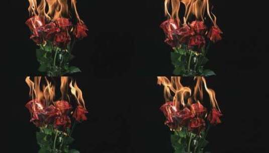 燃烧的玫瑰花高清在线视频素材下载