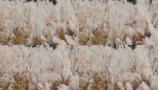 江南秋天湿地田园芦苇花升格高清在线视频素材下载