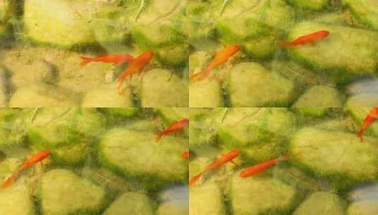 红鲤鱼吃水藻高清在线视频素材下载