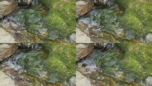 春天清澈山泉水湍急小溪青苔藓高清在线视频素材下载