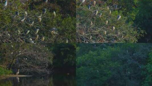 树枝上站满了鸟 池鹭夜鹭停在树枝上高清在线视频素材下载