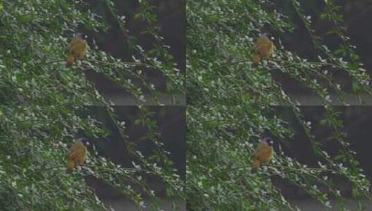 树枝上的小鸟高清在线视频素材下载