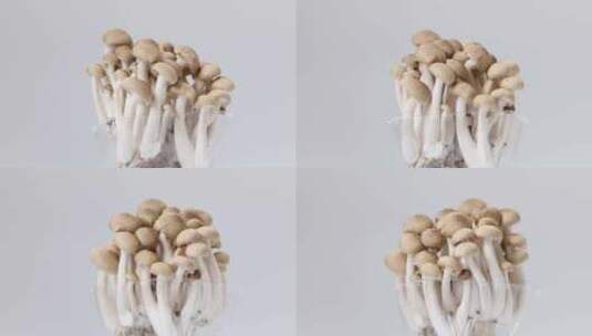 生鲜绿色生态蟹味菇展示高清在线视频素材下载