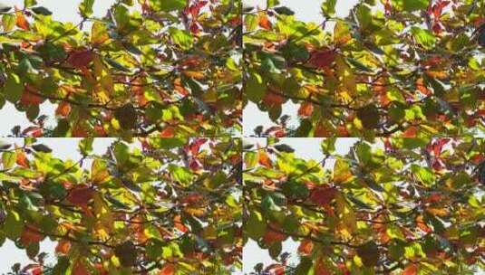 仰拍树叶仰望树林仰视树枝冬天的红树叶落叶高清在线视频素材下载