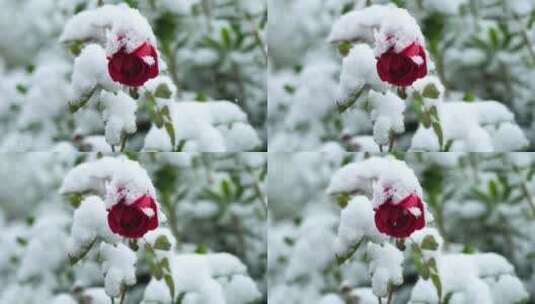 冬天大雪纷飞雪中的玫瑰花花朵高清在线视频素材下载