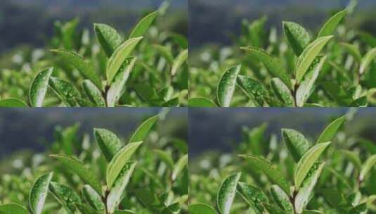 茶山茶园红茶绿茶茶叶种植高清在线视频素材下载