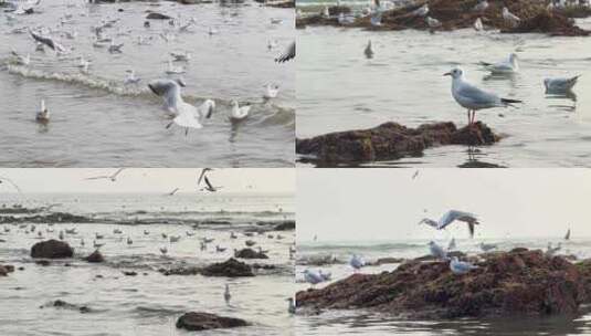 海边海鸥实拍高清在线视频素材下载