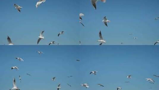 红嘴鸥海埂海鸥候鸟高清在线视频素材下载