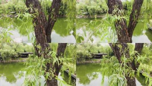 湖边的柳树柳叶柳树枝高清在线视频素材下载