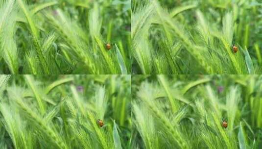 绿色麦穗上的瓢虫高清在线视频素材下载
